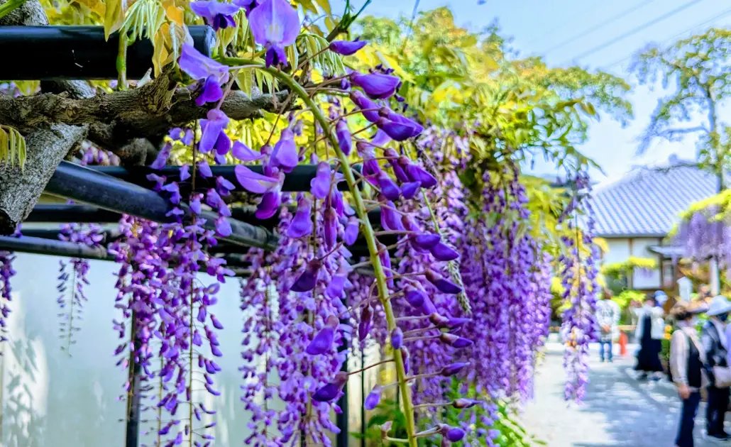 🌸 나카미 신사(奈加美神社) 이미지 9